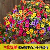 Perennial Petunia million Xiaoling dance spring flower seedlings potted balcony with flower seeds indoor and outdoor Four Seasons flowering