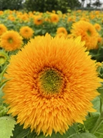Отказались в лепестках Toys Bears Senflower Seeds Watch The Bork -Bald Balcony, весна, лето, четыре сезона сея