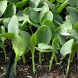 Прививка огурца Семена коревьевки