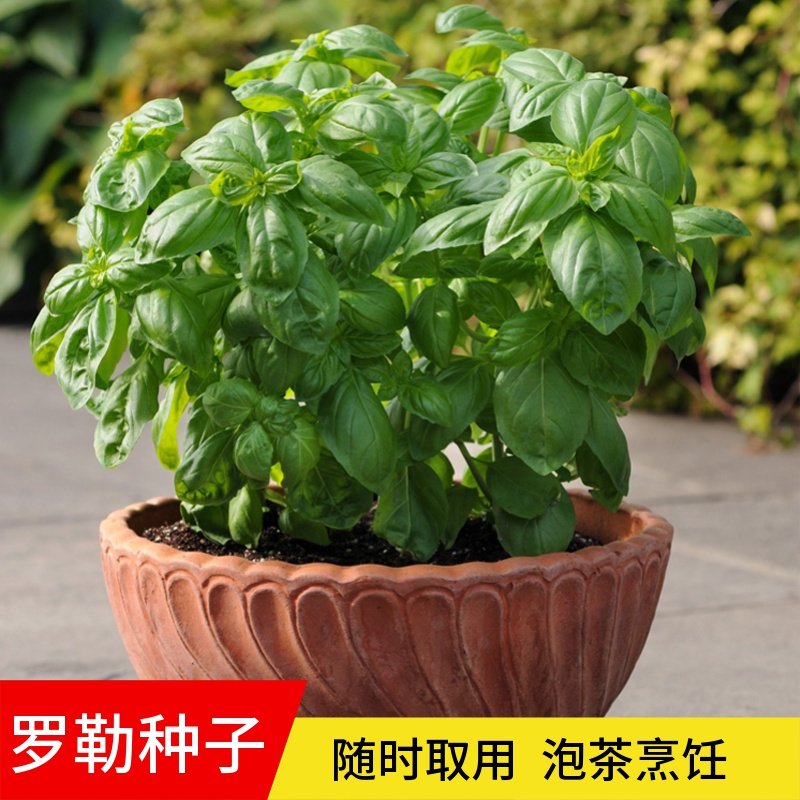 Multi-year raw sweet Viola Nine-floor tower edible with potted mint Rosemary Grass Balcony Patio Vegetable Fry