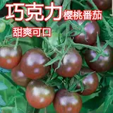 Черная жемчужная шоколадная вишня сломана томатные фрукты томатные фрукты, фрукты, транслирующие саженцы саженцы овощных семян