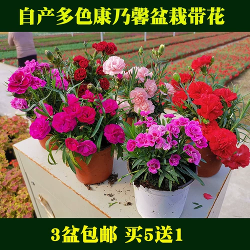 Материнг полон звездных семян, горшечных бутонов, бутонов, многолетних подарков на день матери, цветов, зеленых растений, четырех сезонов цветущих саженцев