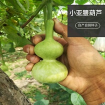 Small sub-waist gourd seeds potted gourd seeds good for fun to raise ornamental fruits and vegetables seeds A