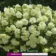 Сюзанна 11㎝ горшечный саженцы 1 горшок (купить пять, получи один бесплатный
