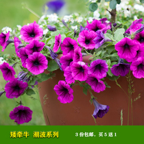 American Pan American imported hanging basket Petunia Tidal Wave series flower desk purification air dance spring flowers Four Seasons