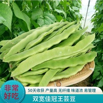 High-yield double wide and good Crown King flat kidney beans long bean carob seeds seedlings high-yield Cowpea green beans green bean vegetable seeds