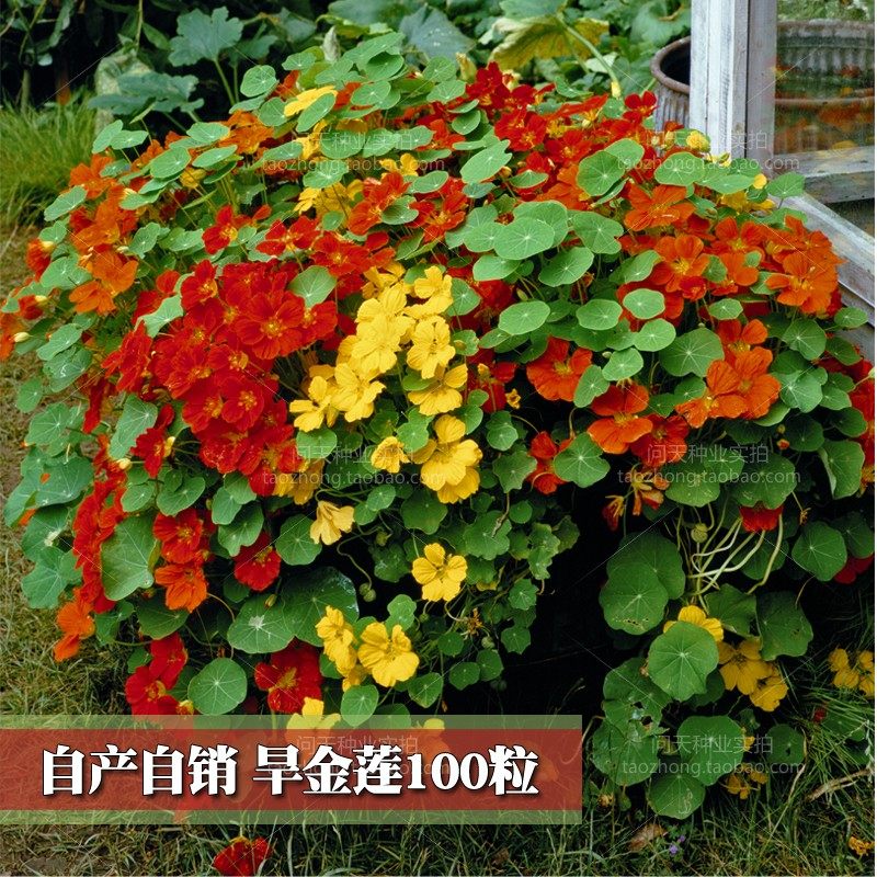 Can't die dry golden lotus flower seeds circling bird perennial outdoor indoor easy-to-live four seasons spring sowing flower species Daquan dry