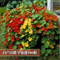 Cant die dry golden lotus flower seeds circling bird perennial outdoor indoor easy-to-live four seasons spring sowing flower species Daquan dry