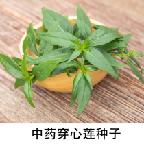 Andrographis seeds Chinese herbal medicine seeds ornamental fruits and vegetables seeds flower seeds young leaves can make tea A