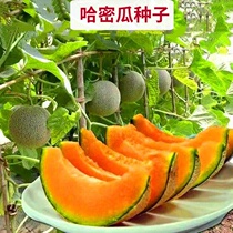 Cantaloupe seeds High quality improved early ripening sweet crisp clear Fragrant watermelon melon seeds fruit seeds