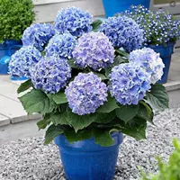 H Dahua Hydrangea карликовые коровы импортировали крытый и открытый цветочный двор саженцы.
