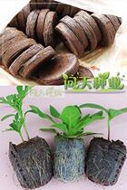 yu miao kuai seedling easier watering can seedling novice recommended nutritional high Root Zhuang 20 A