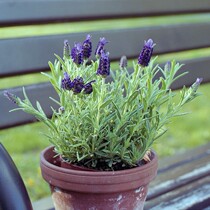 Domestic lavender potted fumigant flower potted plant perfume