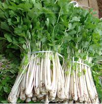 White celery seeds colorful celery seeds fresh celery varieties vegetable seeds wild vegetables seeds