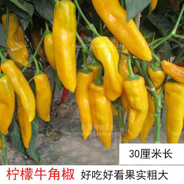 Lemon pepper seeds big fruit Taurus horn pepper seeds pepper seeds ornamental fruits and vegetables vegetable seeds