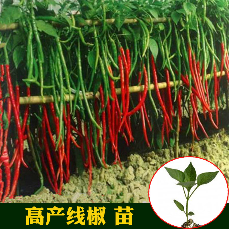 Spicy Wang line pepper seedlings Spring sowing pepper pepper bell pepper screw pepper line peppers to the sky pepper vegetable seed seedlings