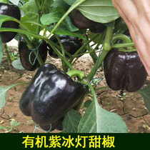 Purple ice lamp purple black bell pepper seed seedling color pepper vegetable spicy sweet pepper seedling summer simple autumn