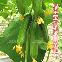 Green Baby Sweet Babe Dutch Fruit Cucumber Seeds Vegetable Seeds Cucumber Seeds Sweet and Cool