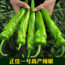 Grandview one Longding one high-yield pepper seeds pepper pepper seedlings Cavel) Seeds of vegetable seeds