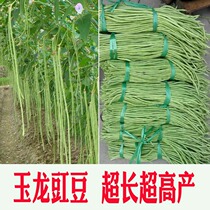 Specialty Yulong Spring and Autumn Cowpea Seed Bean Seed High-yield Disease-resistant Vegetable Seeds Bean Seed