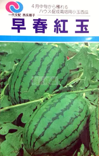 Ранняя весна красная нефрита 2k Super Sweet Sweet Abrimelon Seeds импортировали четырехсезонные тыквы южные арбузные овощи саженцы фрукты