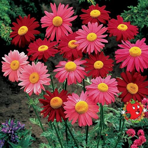 Удаление насекомых, репеллентные эффекты комаров, хорошие комары, репеллентные семена травы на открытом воздухе.