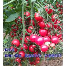 Pink shell tomato seeds cherry tomatoes seeds pink fruit high round cherry tomato seeds fruits and vegetables flower seeds