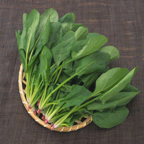 (Original ecological leaflet spinach seeds) Tender and fragrant four-season small spinach Authentic farm flavor can enjoy fruits and vegetables