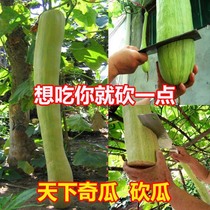 (Giant cut melon seeds) Continue to grow after cutting how much do you want to eat and chop the seeds of the world?