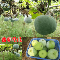 Taro small wax gourd seeds Taro pink wax gourd sweet gourd fragrant meat thick meat delicate vegetables