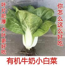 Farm milk cabbage seeds can be eaten for 30 days Traditional crispy and tender old varieties of cabbage rapeseed lettuce seeds can be eaten for 30 days