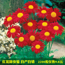 Pyrethrum insect repellent effect is good mosquito repellent grass seed outdoor indoor easy-to-live spring flower species