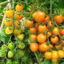 Golden boy F1 golden yellow cherry tomato seeds high sugar taste good yellow jade girl cherry tomato seeds