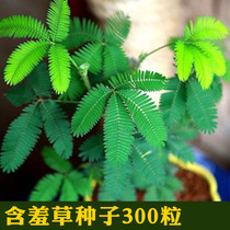 Mimosa seed balcony potted flowers Persian chrysanthemum interesting foliage plant prediction earthquake vegetables