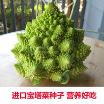 Pagoda Cauliflower Seeds Cauliflower Seeds Cauliflower Seeds Vegetable Seeds Crispy