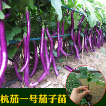 Hangega No. 1 Hang eggplant seedling long eggplant seedling vegetable seedling Hangzhou eggplant seed line eggplant spring sown vegetable flower seeds