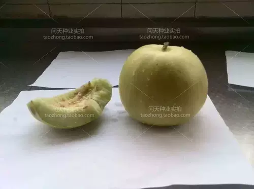 Высоко -лет японский сладкий перми, сладкая тыква, пружина весна весна, супер сладкий старый различные растительные фрукты семян семян семян семян