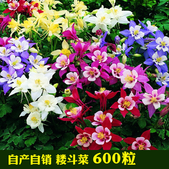 cat's claw flowers aquilegia perennial flower seedlings seed yi huo four seasons balcony potted family cosmos flower daquan