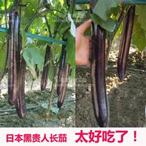 Imported Oriental purple sword purple long eggplant seeds eggplant seedlings long eggplant seedlings high yield disease-resistant vegetable seeds