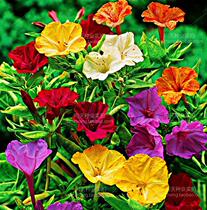 Colorful purple jasmine seeds flower seeds mixed color easy to grow stars seeds nocturnal seeds wild flowers A