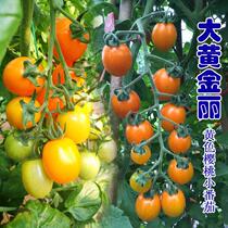 Big yellow golden yellow cherry tomato seeds yellow small tomato seeds vegetable seeds delicious high yield