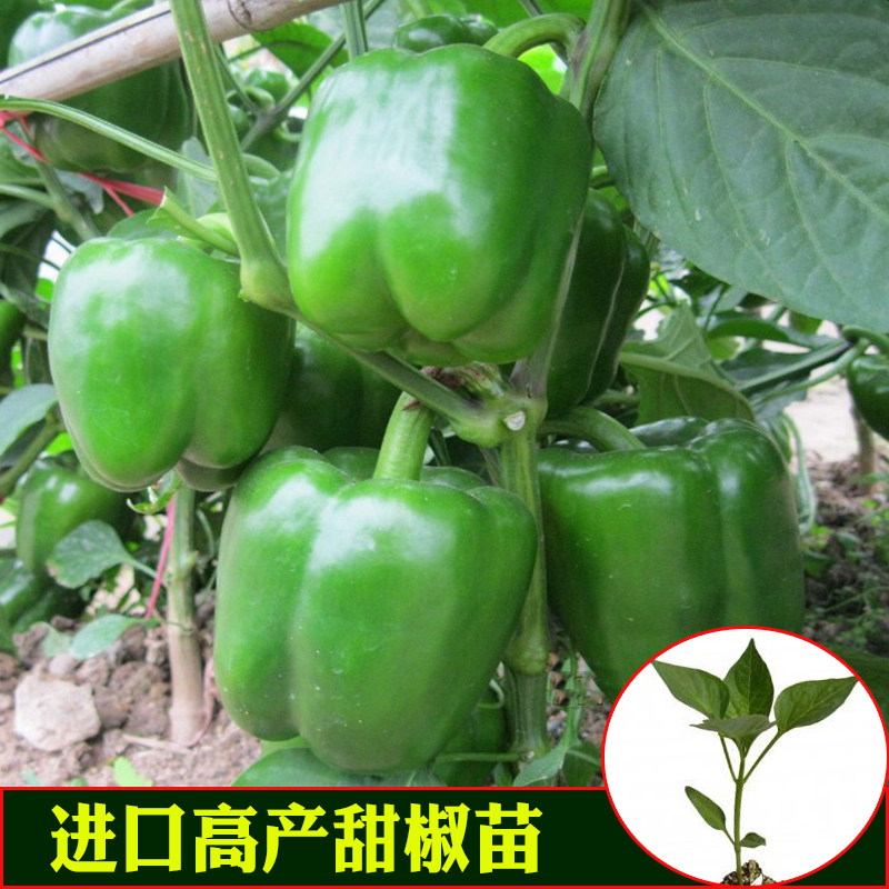 Imported high yield sweet pepper pepper pepper pepper pepper pepper pepper pepper seedlings