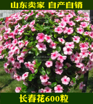 Catharanthus roseus seeds open four seasons for many years. Outdoor indoor easy-to-live four seasons of spring flowers. Green plants