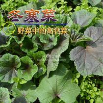 Winter cold vegetables seeds winter amaranth horseshoe vegetables high calcium seeds Chinese medicine seeds wild vegetables Four Seasons cultivation
