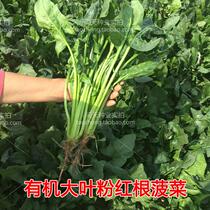 Shandong red root big leaf spinach (four seasons) seeds spring and autumn cultivation heat-resistant and cold-resistant endemic pink roots