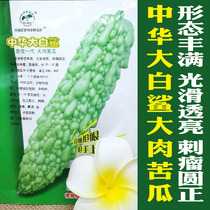 Fine White Jade White bitter melon seeds early maturing varieties fruit thick melon long skin white meat thick main vine melon