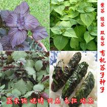 Perilla seed perilla seed Chinese medicine seed vanilla seed flower seed ornamental fruit and vegetable seed A