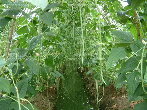 Вы можете сохранить специальные фермерские семена длинной фасоли, вигны, фасоли, овощей и фруктов весной и летом, семена и саженцы.