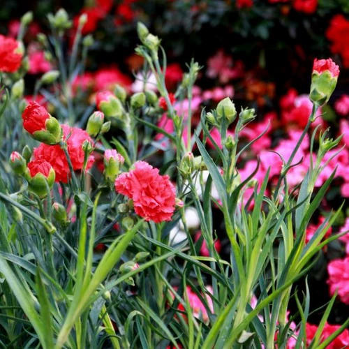 Материнг полон звездных семян, горшечных бутонов, бутонов, многолетних подарков на день матери, цветов, зеленых растений, четырех сезонов цветущих саженцев