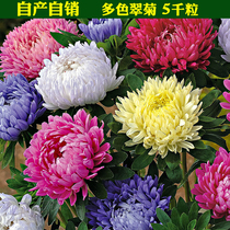 Four seasons sowing chrysanthemum seeds chrysanthemum ask the sky Outdoor indoor easy to live four seasons spring sowing wildflowers grass flower species Daquan easy to seed